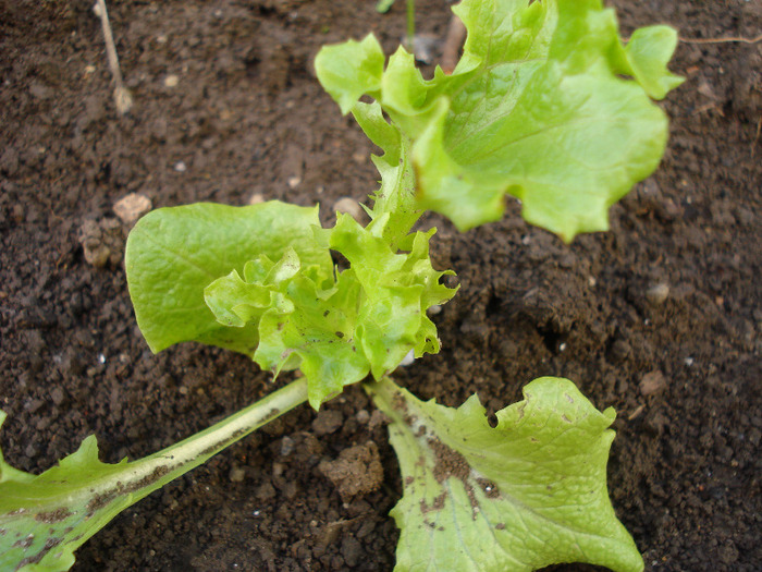 Lettuce_Salata, 17apr2011; Lactuca sativa.
