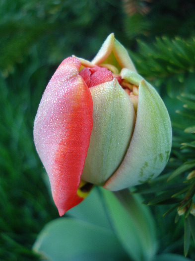 Tulipa Red (2011, April 17) - Tulipa Red