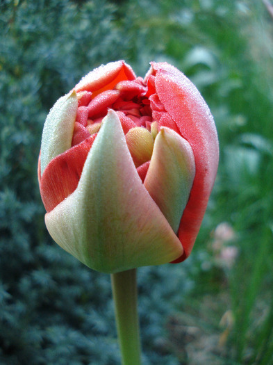 Tulipa Red (2011, April 17) - Tulipa Red