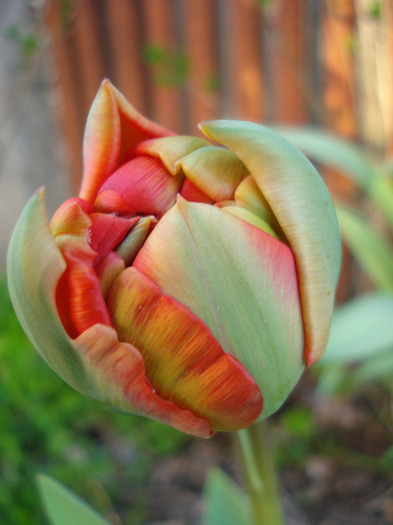 Tulipa Red (2011, April 17)