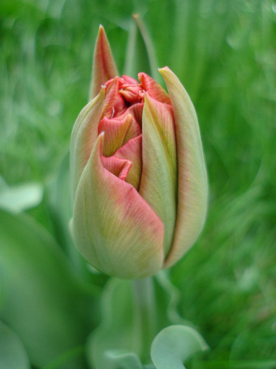 Tulipa Red (2011, April 19) - Tulipa Red