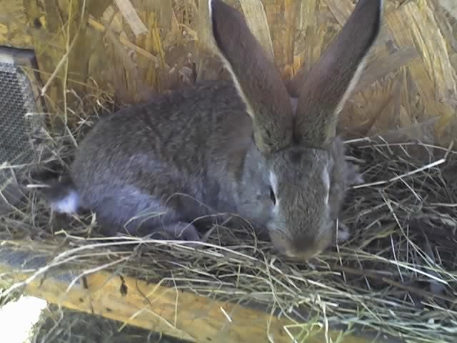 femela tineret - iepuri aprilie 2011
