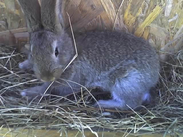 masculul - iepuri aprilie 2011