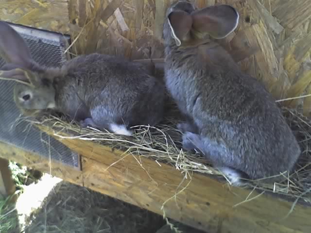 cei 2 uriasi in devenire - iepuri aprilie 2011