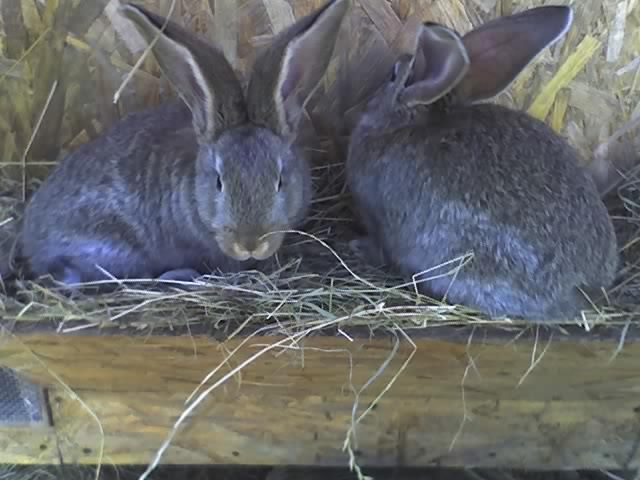 tot ei - iepuri aprilie 2011