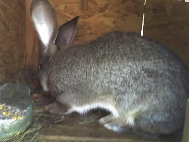 mascul 1 an - iepuri aprilie 2011