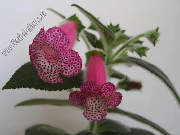Kohleria Yf\'s Tova 7