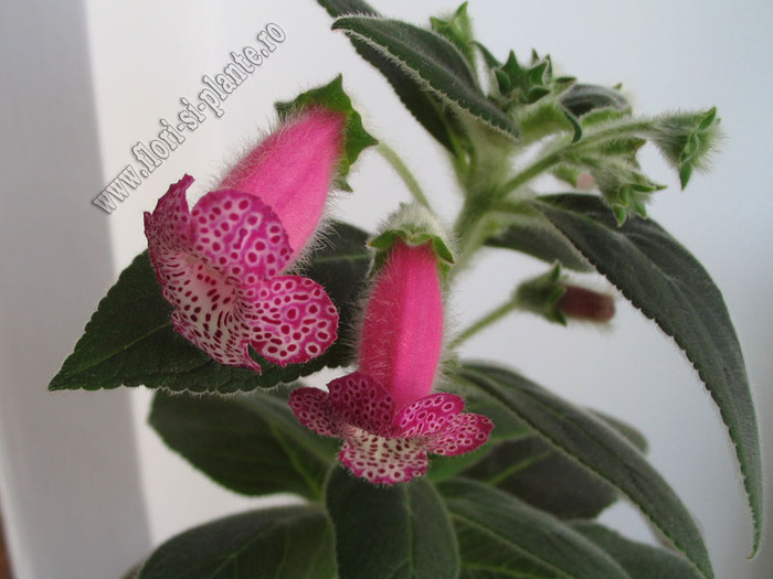 Kohleria Yf\'s Tova 8