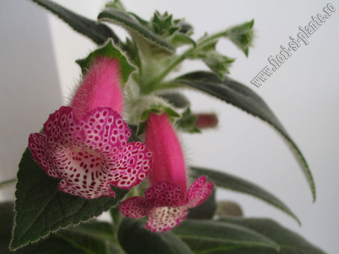 Kohleria Yf\'s Tova 9