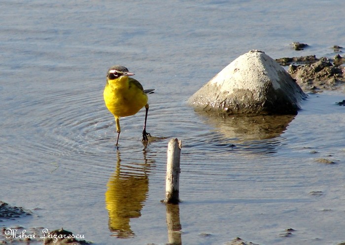 codobatura - Animalutele mele