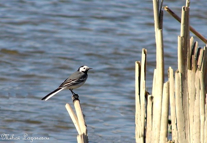 codobatura - Animalutele mele