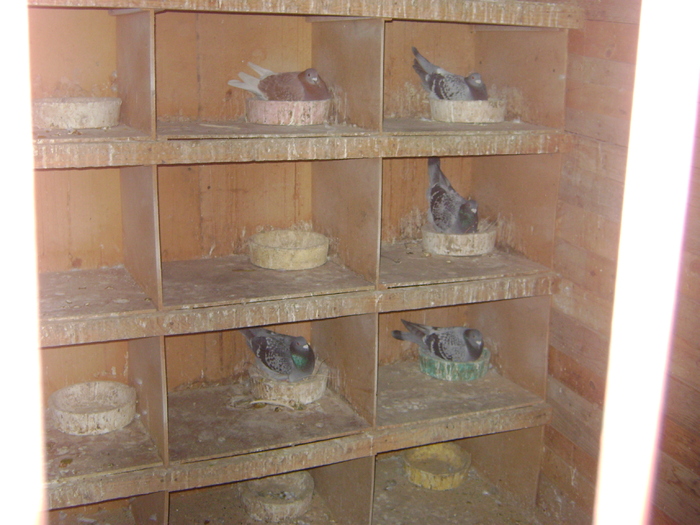 DSC04885 - POZE 2011