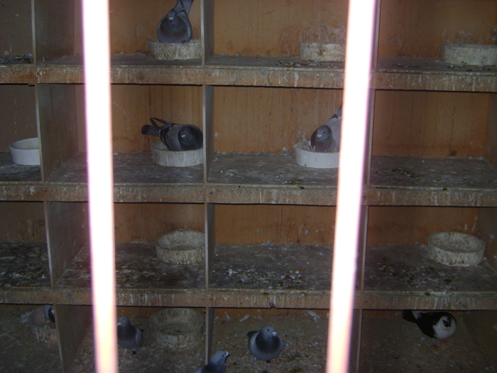 DSC04886 - POZE 2011