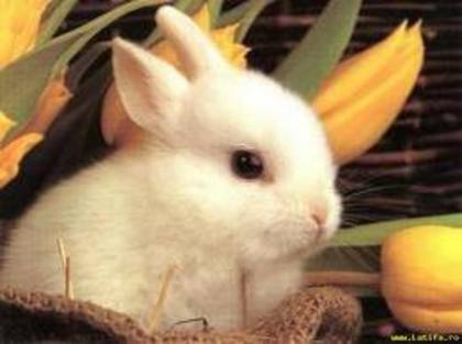 imagesCASAL6RR - poze cu diverse animale