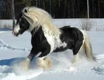 imagesCAWFQREE - poze cu diverse animale