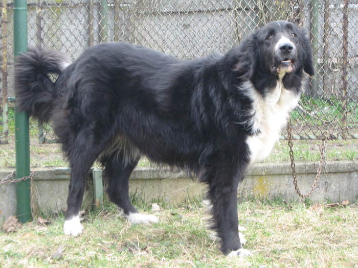femela