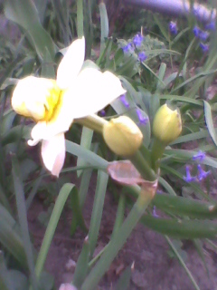 cate 3 flori pe tulpina - Narcisa