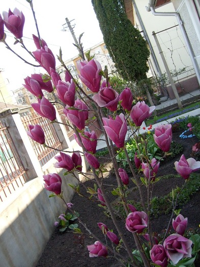 M. Soulangiana Rustica Rubra 2011; o magnolie de talie mare cu cele mai mari flori dintre toate speciile de magnolii. e ceva de vis!!!
