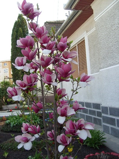 M. Soulangiana Rustica Rubra2011; Cea mai frumoasa magnolie din gradina mea.

