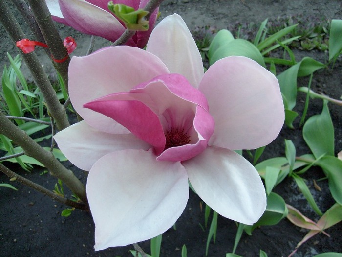 Magnolia Soulangiana Rustica Rubra; o floare de Magnolie Rustica Rubra deshisa total.are partea interna a petalelor perfect alba, iar la
