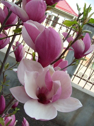 Magnolia Soulangiana Rustica Rubra; boboci   flori deschise
