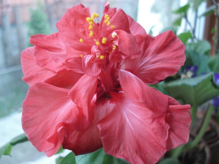 hibiscus