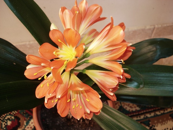 clivia