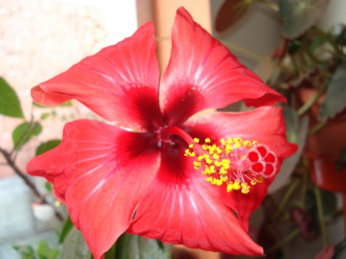 florii 004