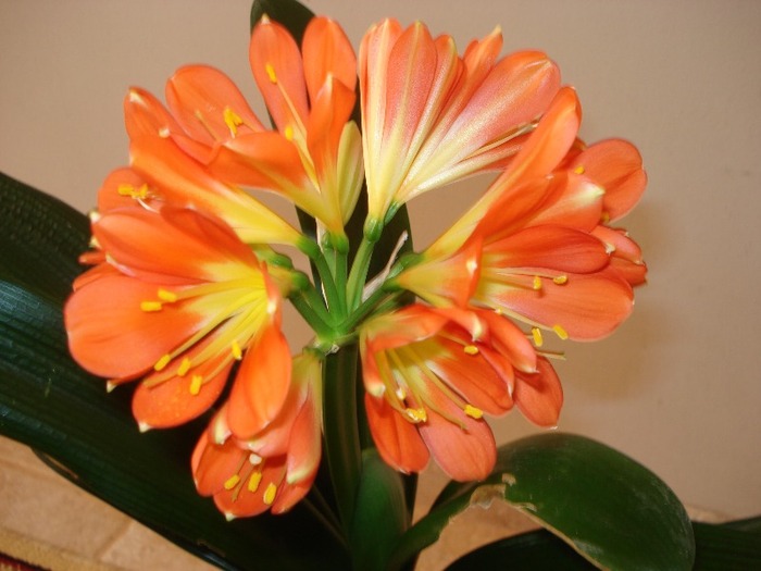 florii 006