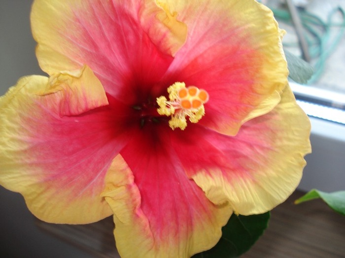 florii 007