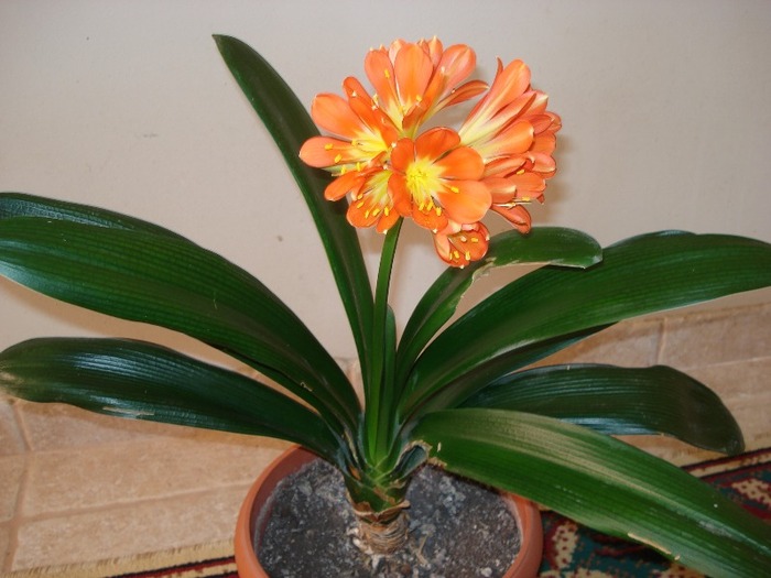 florii 009