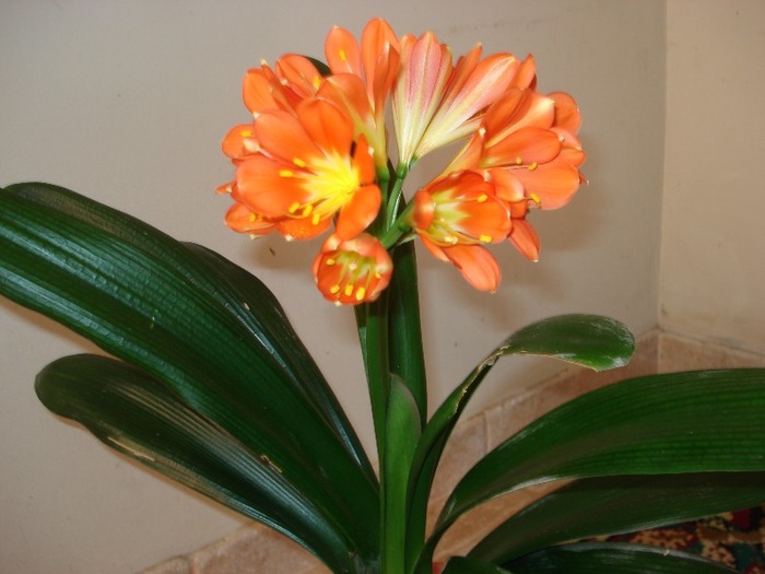 clivia