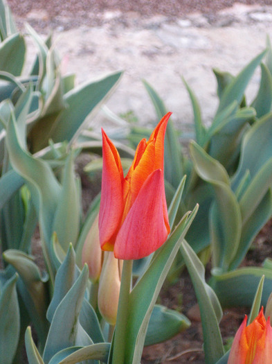 Tulipa Synaeda Orange (2011, April 21)