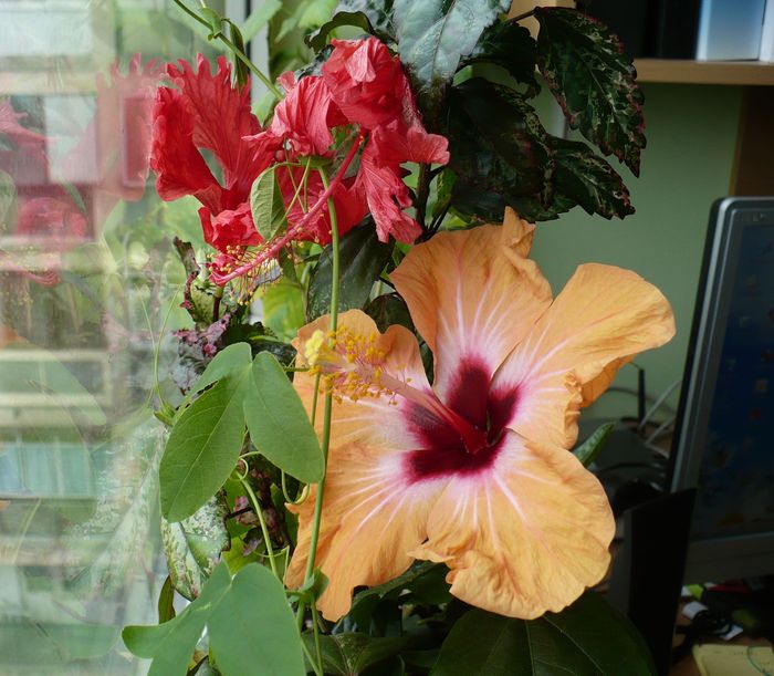 P1330428