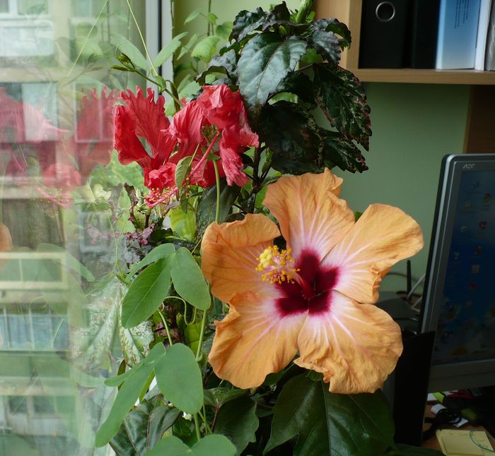 P1330430