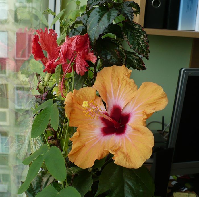 19 apr