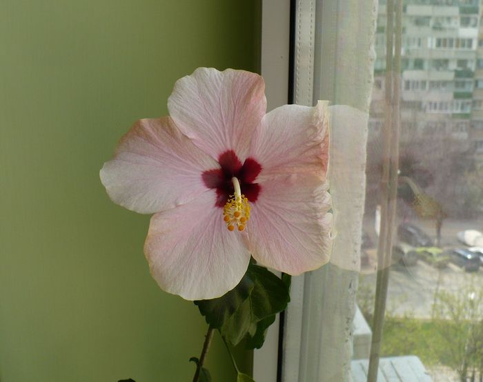 P1330436