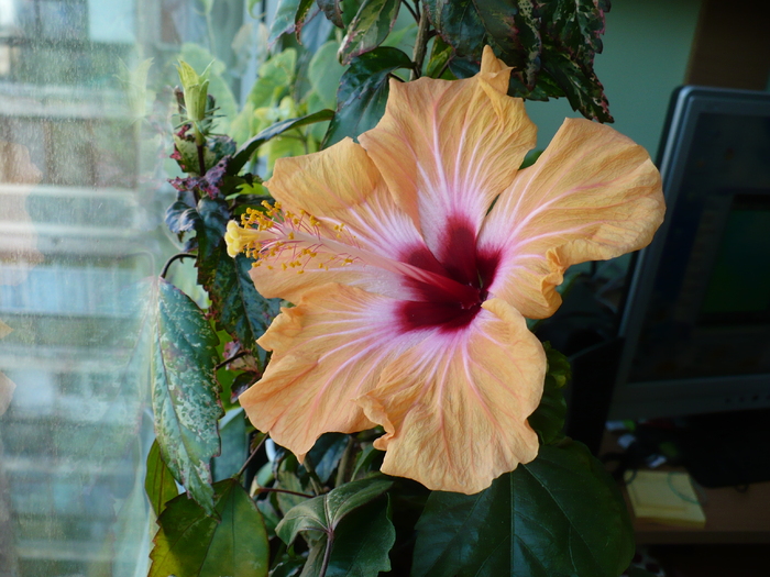 20 apr
