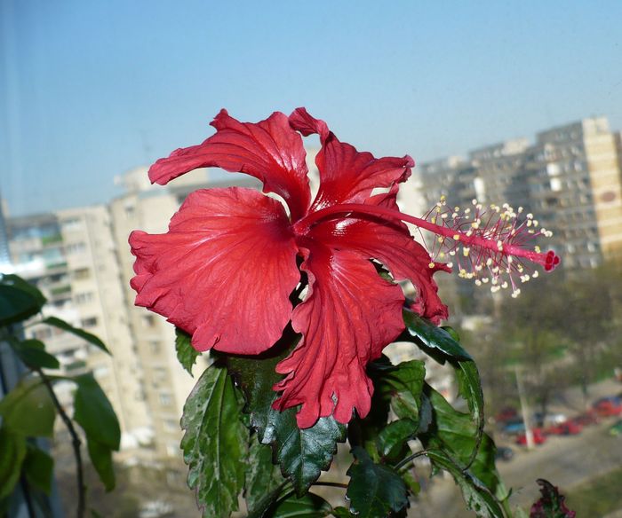 P1330454