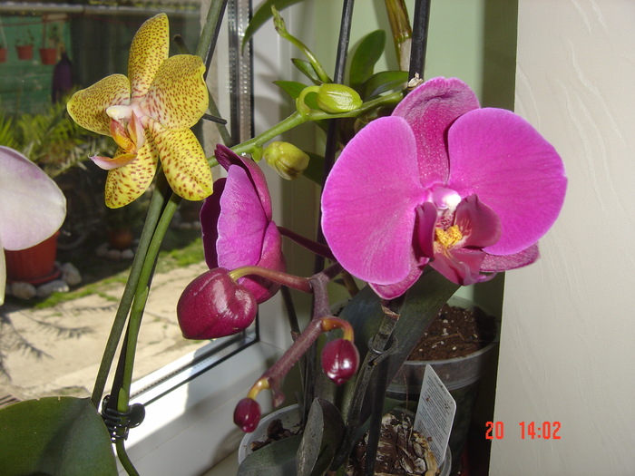 Picture 1070 - 2012 ORHIDEEA
