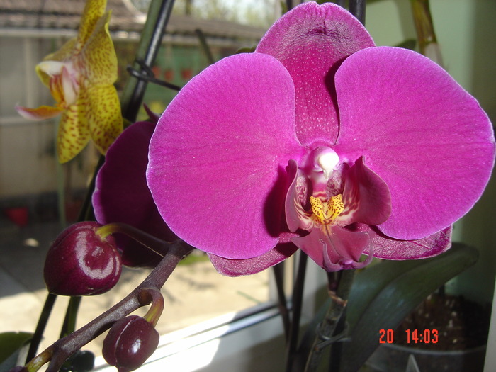 Picture 1072 - 2012 ORHIDEEA