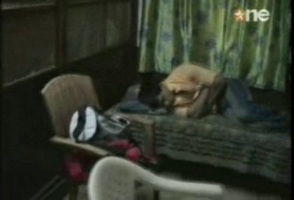 SBS295 - Dill Mill Gayye-SBS