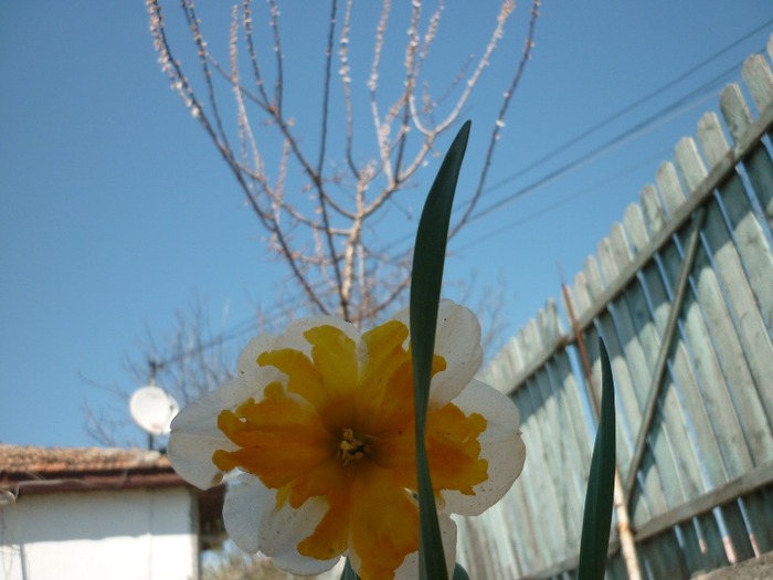 P1040912 - flori de primavara