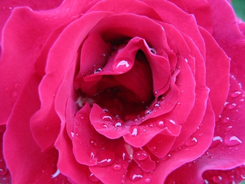 20055_500 - trandafiri