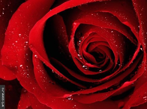 Trandafir_Rosu_Superb_med - trandafiri