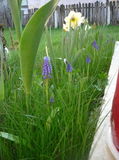 de Florii in 17 aprilie 2011 - Muscari