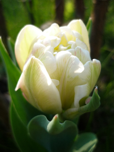 de Florii in 17 aprilie 2011