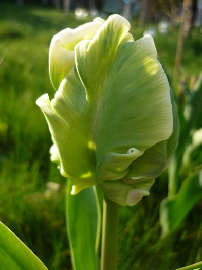 de Florii in 17 aprilie 2011