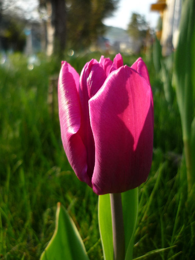 de Florii in 17 aprilie 2011