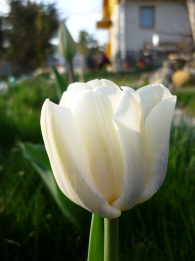 de Florii in 17 aprilie 2011